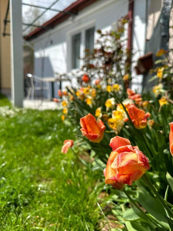 Apartmani Emily & Jully Nikšić Exteriér fotografie